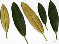 SpeciesSub: subsp. cinnamomeum Campbelliae Group